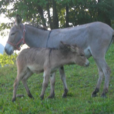 Agriturismo Lo Ratelé Villa Allein Esterno foto