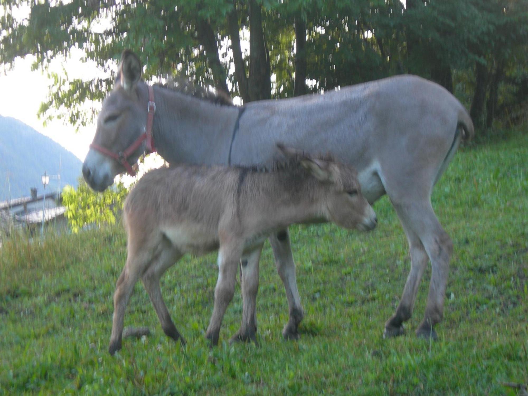 Agriturismo Lo Ratelé Villa Allein Esterno foto